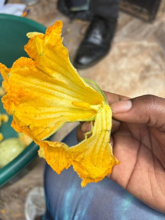 hand holding a yellow pumpkin blossom